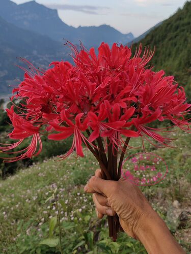 春晓石蒜 曼珠沙华 彼岸花种球