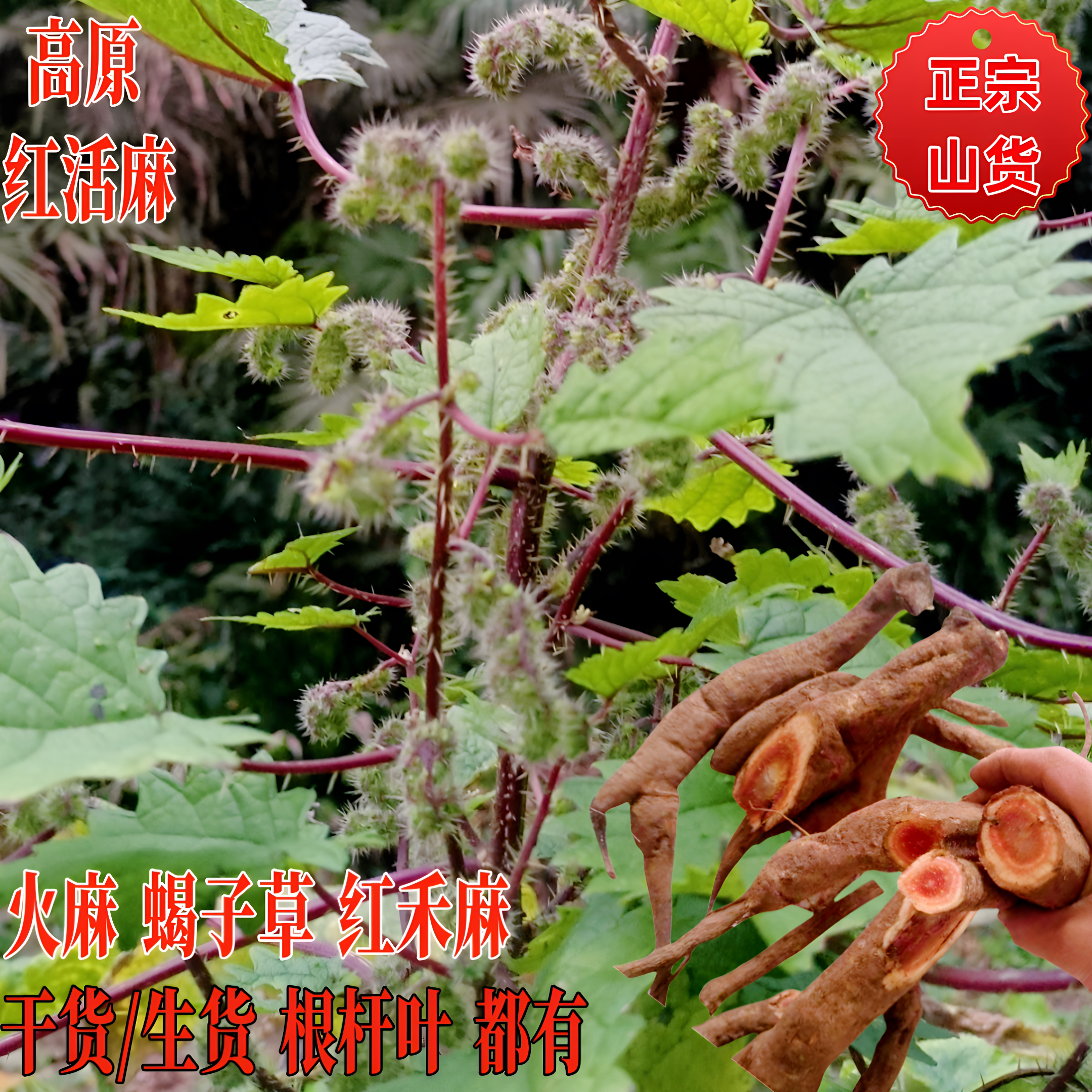 云南荨麻山货红活麻火麻根