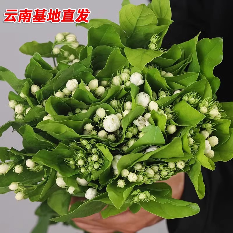 茉莉花鲜花家用插花水养鲜切花