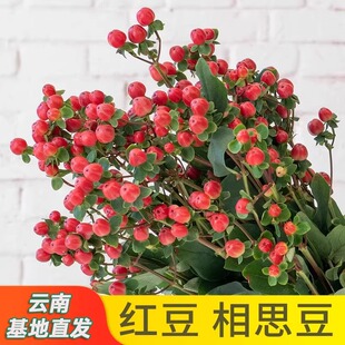 鲜花配草红豆火龙珠相思豆玫瑰花束装饰百搭小众草花云南基地直发