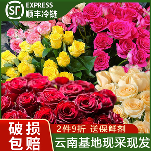 红玫瑰云南昆明鲜花基地直发玫瑰花水养鲜切花花材直批发家用插花