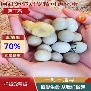 最小网红迷你鸡蛋受精蛋德系种蛋卢丁鸡可孵化蛋受精种蛋芦丁鸡蛋