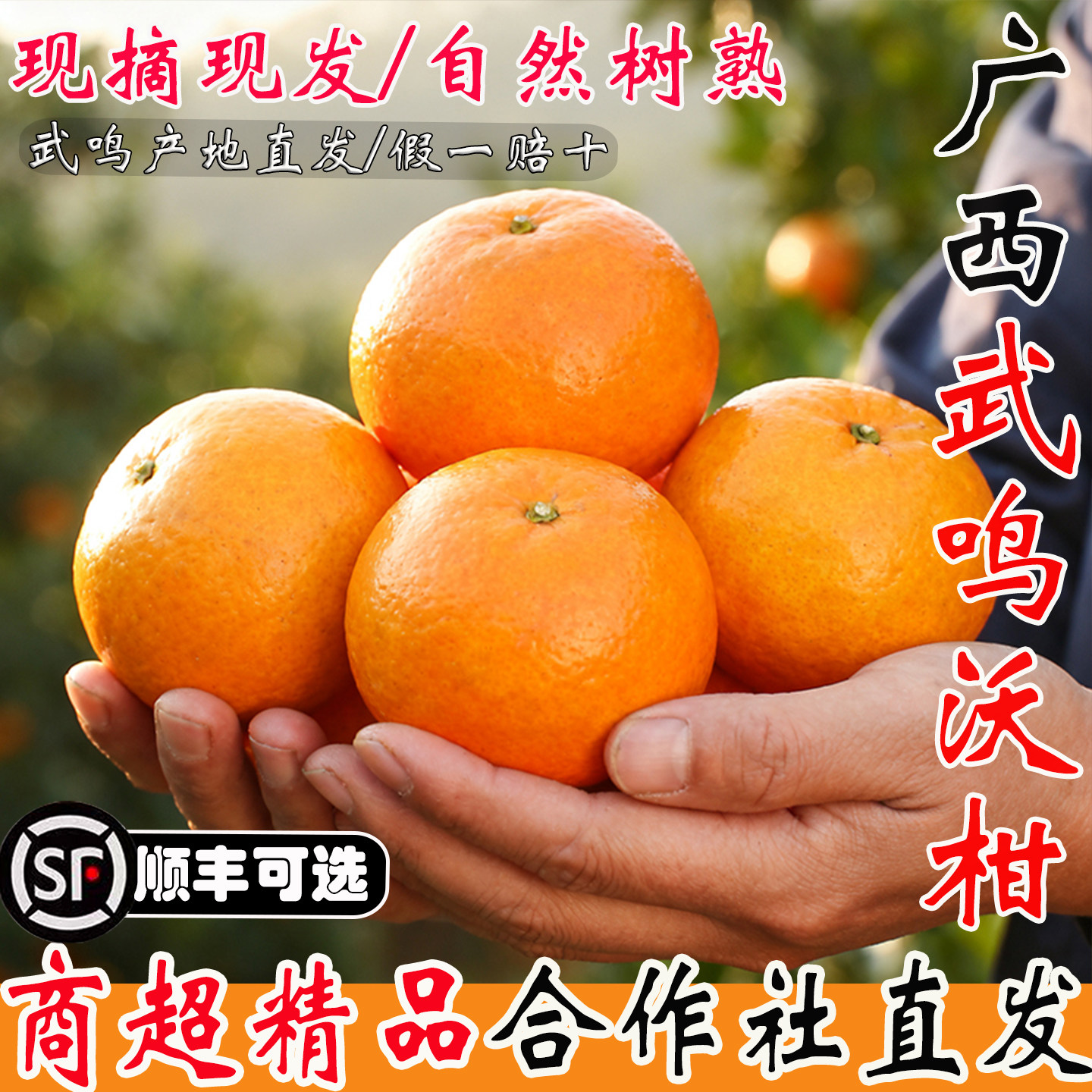 【武鸣合作社直发】武鸣沃柑