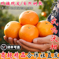 广西武鸣沃柑新鲜水果整箱当季应季橘子柑橘桔子10斤蜜砂糖沃柑