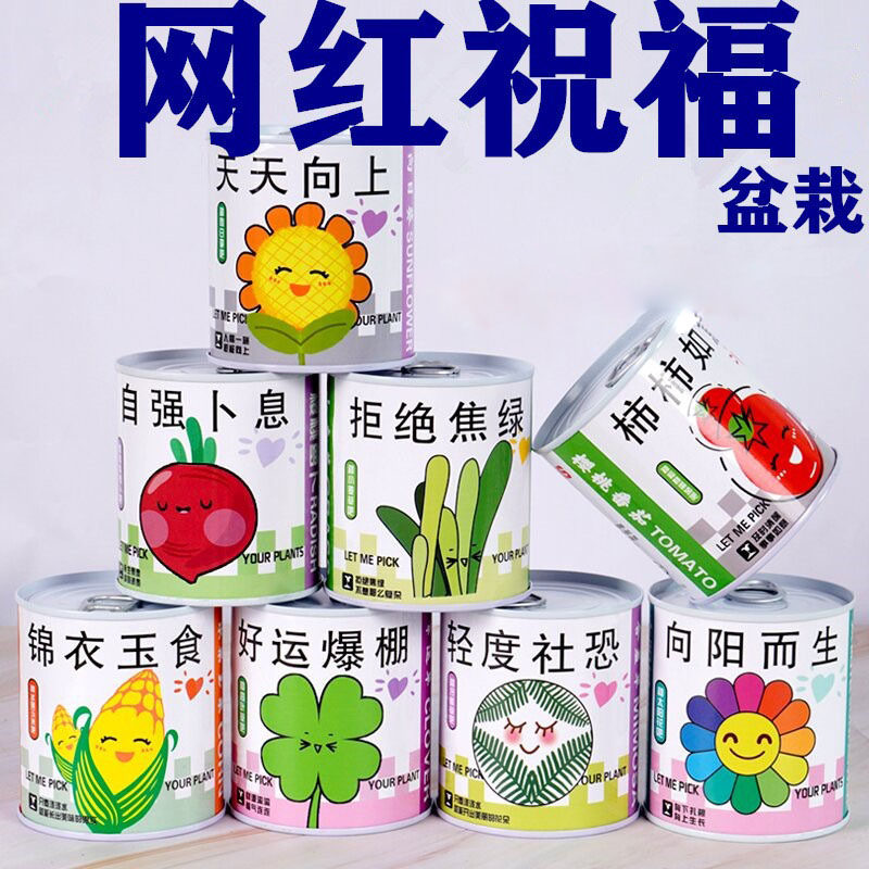 室内桌面植物罐头迷你