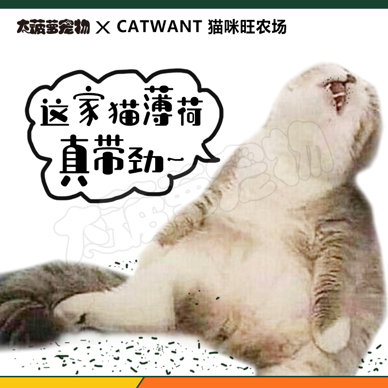 猫咪旺农场猫薄荷木天蓼虫罂果