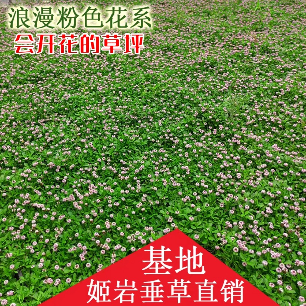 姬岩垂草园晶草耐寒耐热地被植物开花草坪耐踏耐贫瘠庭院绿化花园