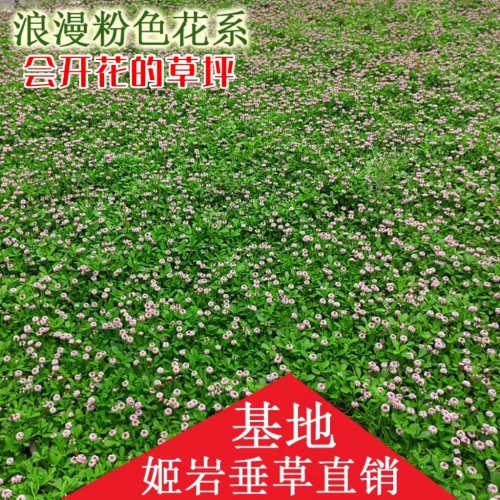 姬岩垂草园晶草耐寒耐热地被植物开花草坪耐踏耐贫瘠庭院绿化花园