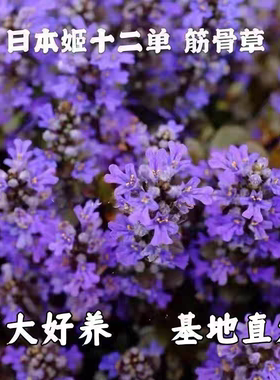 姬十二单筋骨草盆栽多年生宿根花卉阳台庭院花园常绿中华绿化