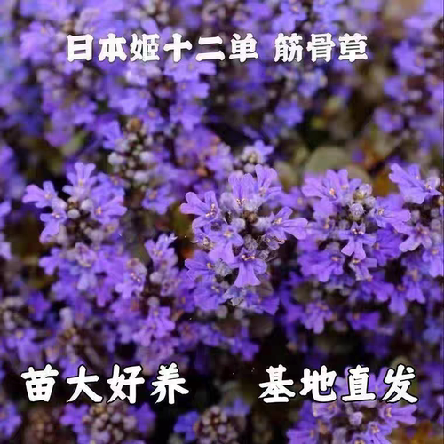 姬十二单筋骨草盆栽多年生宿根花卉阳台庭院花园常绿中华绿化