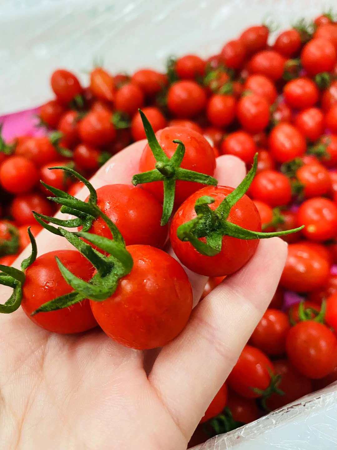 釜山88玲珑小番茄圣女果 3斤酸甜可口肉嫩爆汁新鲜孕妇水果包邮