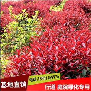 苗圃直销绿化工程苗红叶石楠苗篱笆红叶石楠小苗高杆石楠球红罗宾