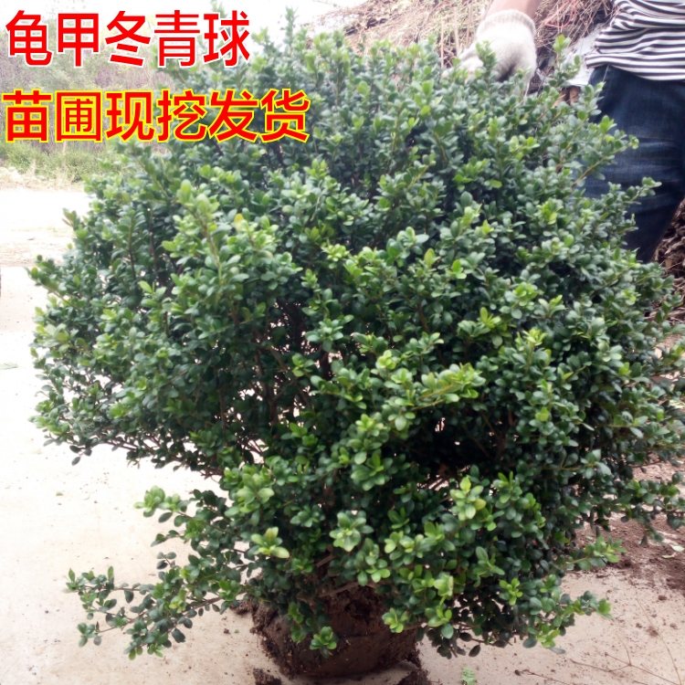 庭院冬青球篱笆围墙绿化苗木