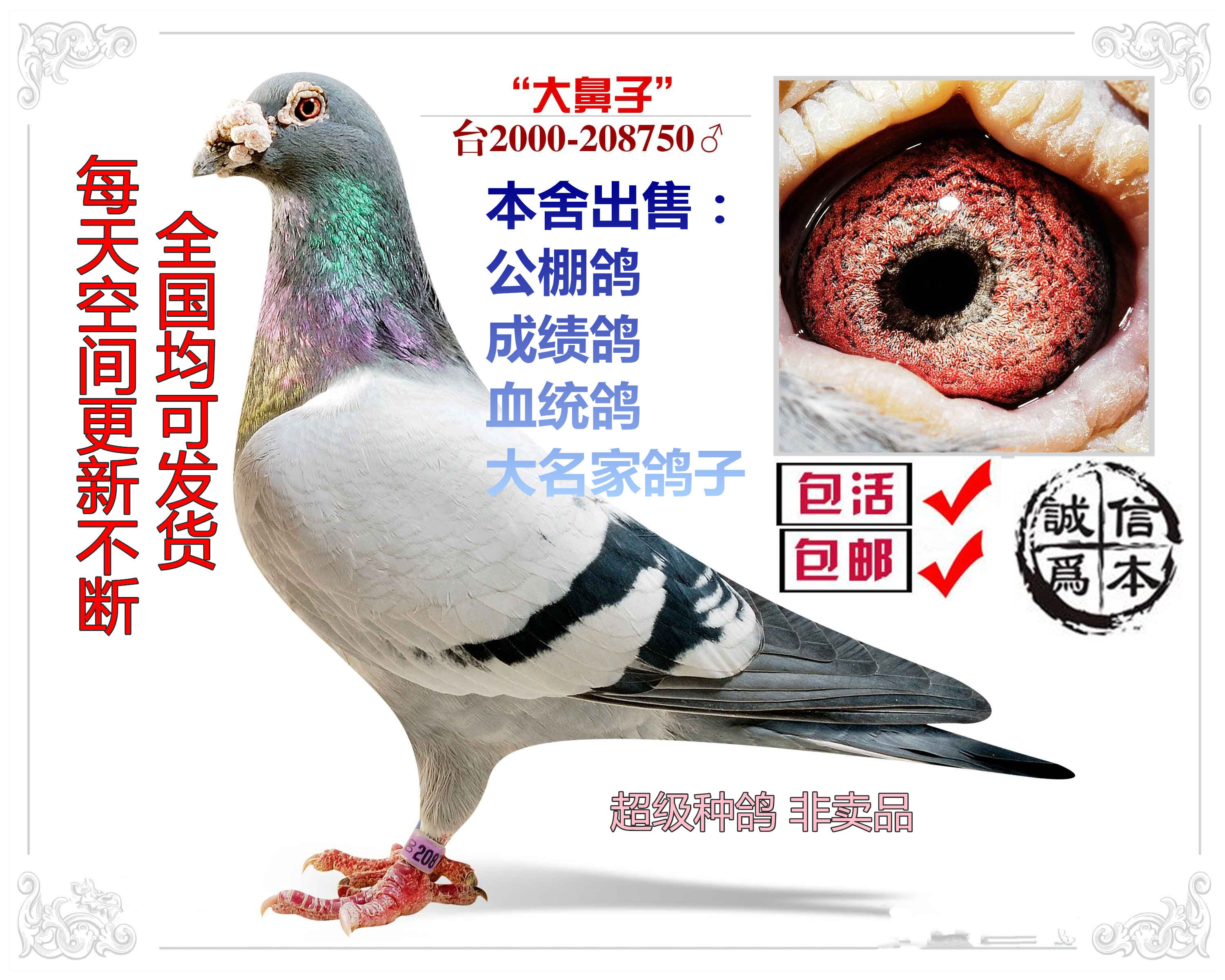 信鸽 鸽子活体 天落鸽公棚特比种鸽 血统赛鸽 幼鸽 鸟活体成绩鸽