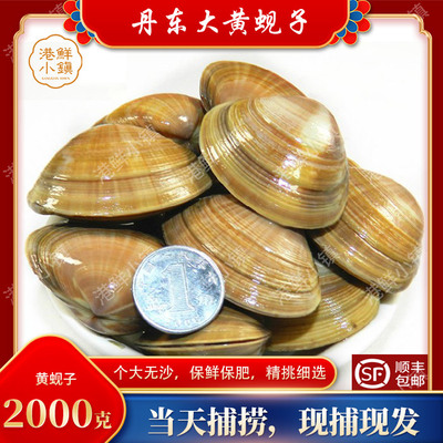 丹东黄蚬子大文贝大文贝鲜活无沙