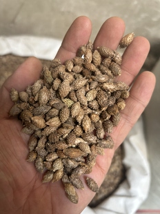 950克  干货  苍耳 内蒙