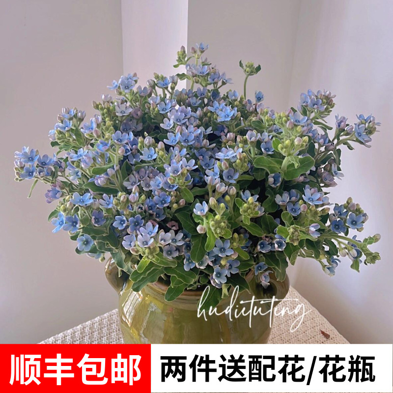 蓝星花鲜花云南基地直发花束配花家用 室内水培花期长顺丰包邮
