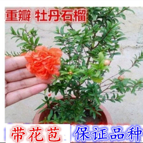 月季重瓣牡丹树苗石榴花带花苞
