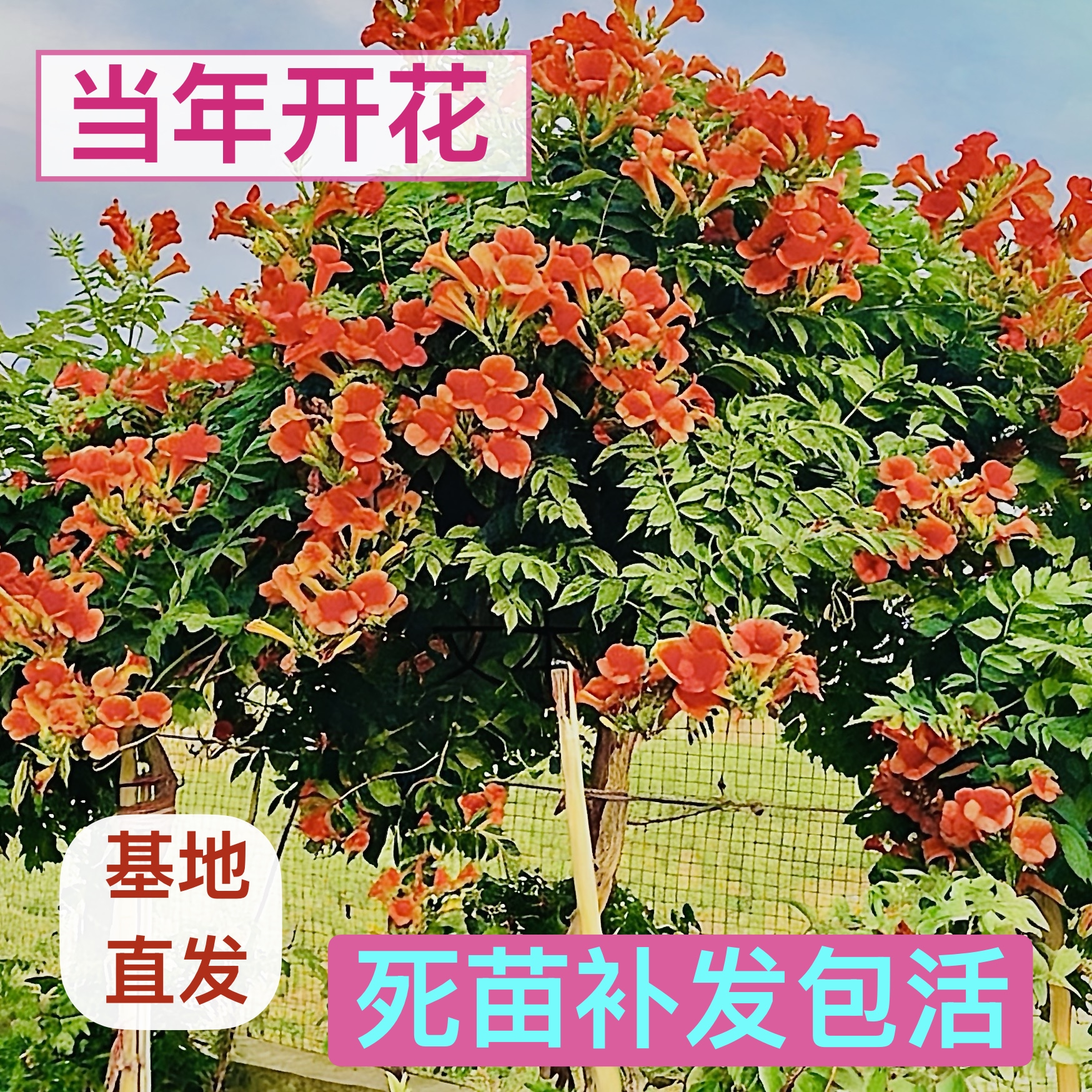 中华凌霄花棒棒糖树型耐寒型庭院植物花期长多年生攀藤花卉包活