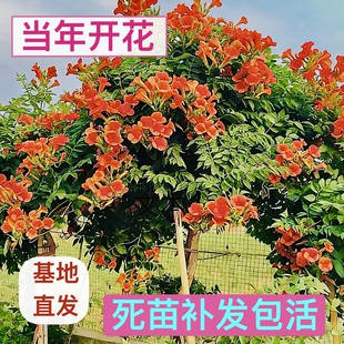 中华凌霄花棒棒糖树型耐寒型庭院植物花期长多年生攀藤花卉包活