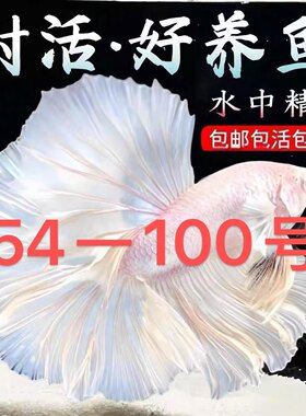 54一100号 进口精品泰国斗鱼半月观赏鱼热带鱼活体宠物淡水免打氧