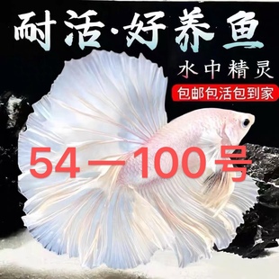 54一100号 进口精品泰国斗鱼半月观赏鱼热带鱼活体宠物淡水免打氧