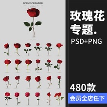 玫瑰花专题 各色花瓣花枝单支手绘婚礼情人节PSD模板PNG免抠素材