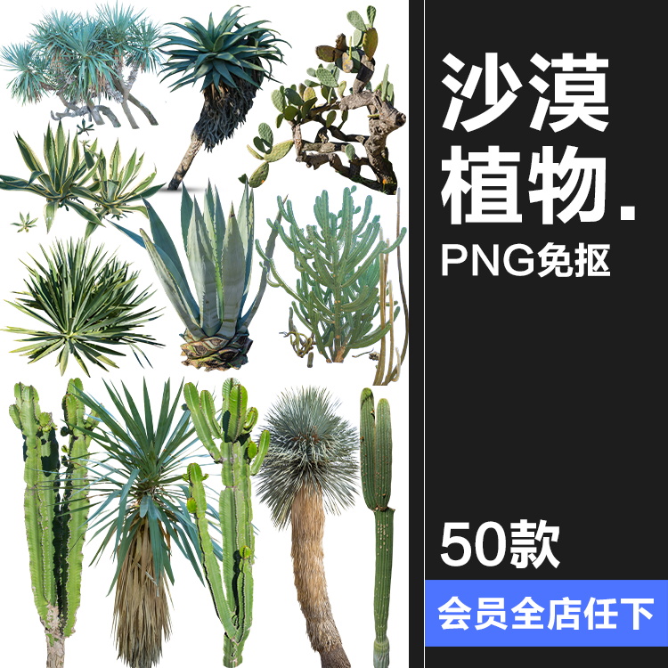 仙人掌沙漠耐旱植物仙人柱图片场景装饰元素后期合成PNG免抠素材