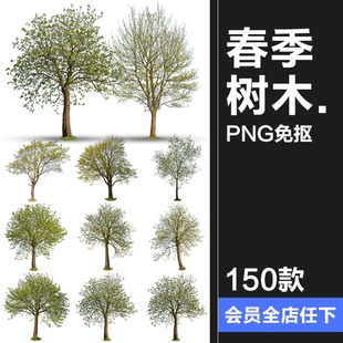春季夏季绿意盎然树木绿植大树干园林景观装饰元素PNG免抠图素材
