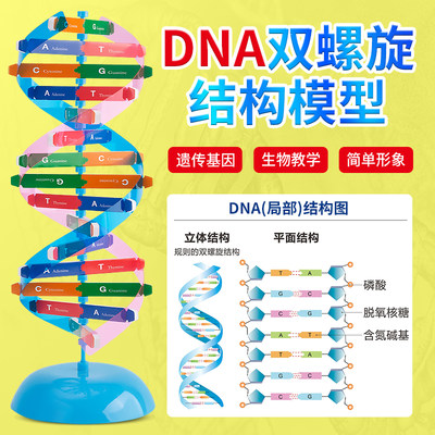 高中生物dna分子模型双螺旋结构模型组件染色体结构模型CGAT碱基对教学小学初中DIY小制作