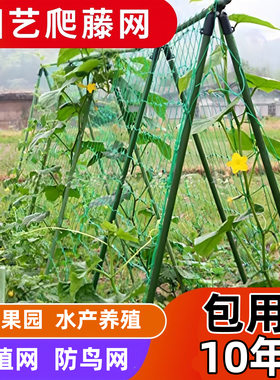 园艺爬藤网种植果蔬爬藤网绿色植物支架网百香果葡萄蔬菜格子绿网