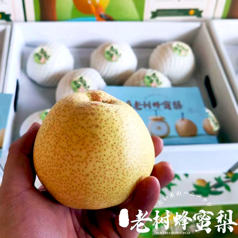 50年老树精选 蜂蜜梨 酥梨冰糖脆梨应季新鲜水果礼盒送礼佳品顺丰