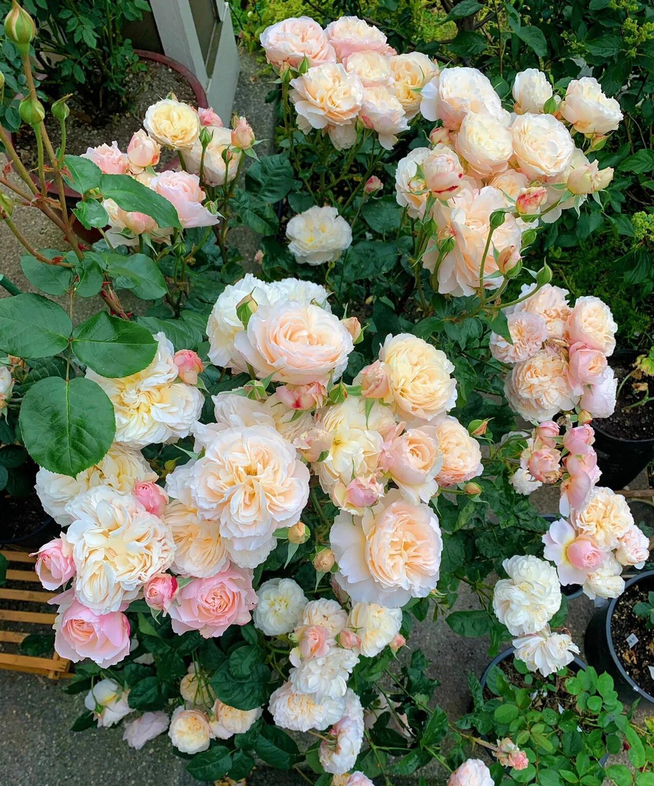 新品  巴黎月光  扦插苗  庭院阳台种植  四季开花 低维护易爆花