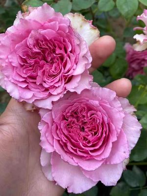 藤本罗衣月季无刺天狼波浪边