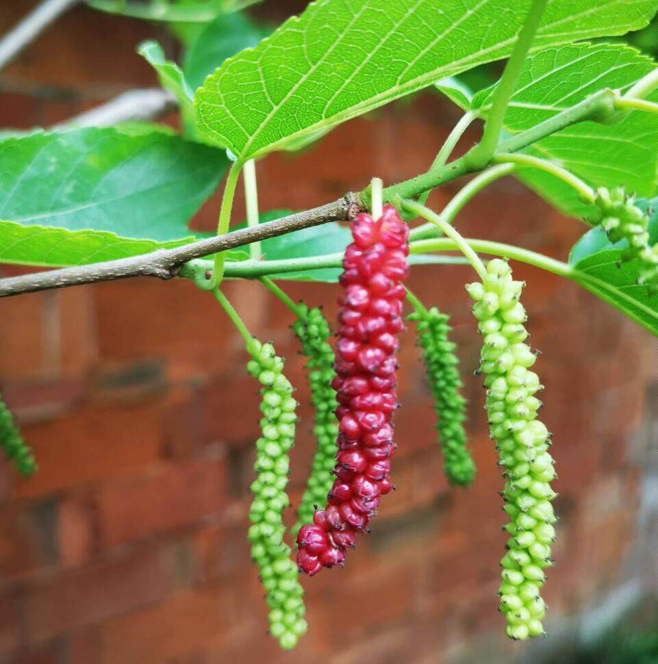 云南奶桑,一种带香味的长果桑,浙江桐乡金桑葚苗木场新品种