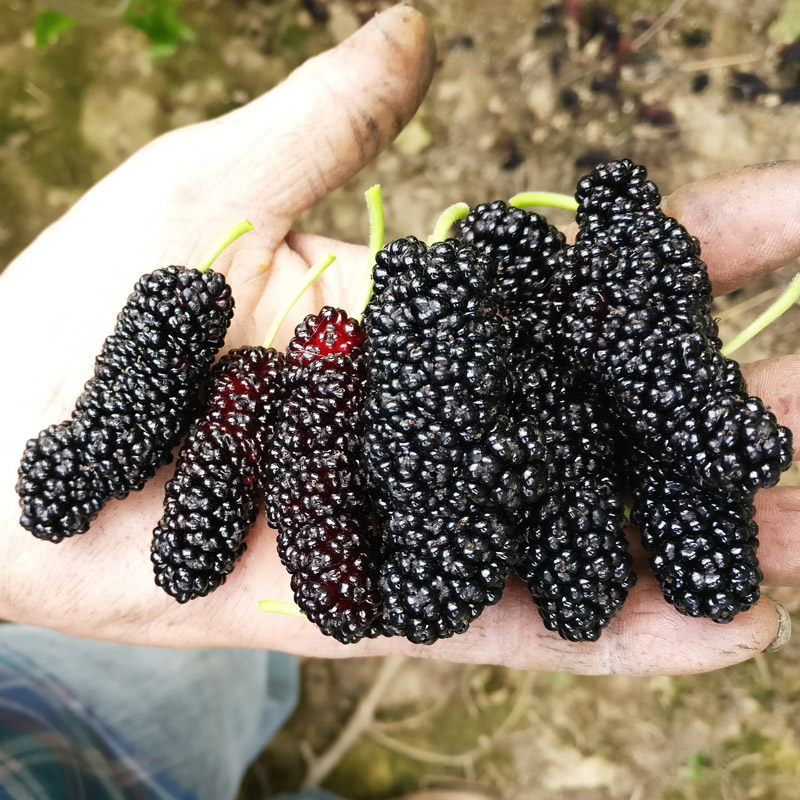 果仙一号果桑苗特大桑葚新品种叶大果大果叶两用桑树苗比大十大