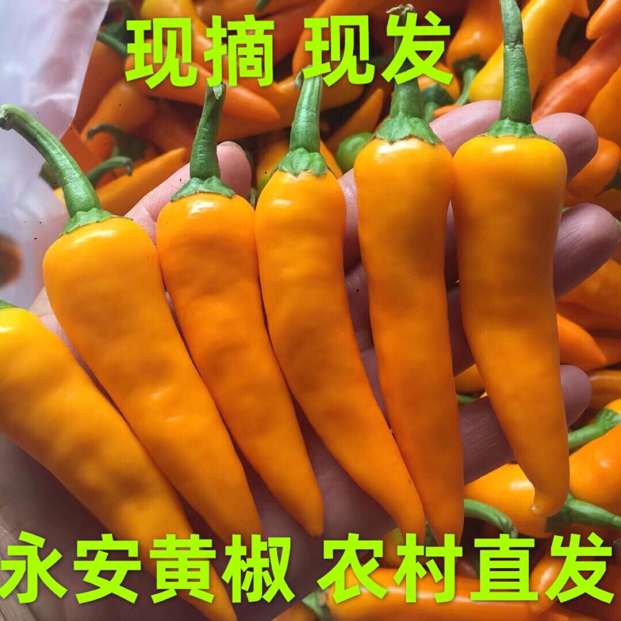 福建三明特产正宗永安黄椒新鲜