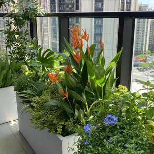 富贵鸟花盆栽鹤望兰小鸟蕉天堂鸟客厅办公室内外绿植物花卉火鸟蕉