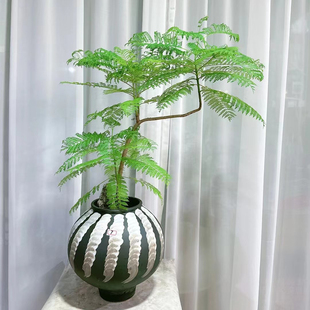 蓝花楹盆景老桩造型绿植客厅办公室内玄关桌面茶几摆放网红植物