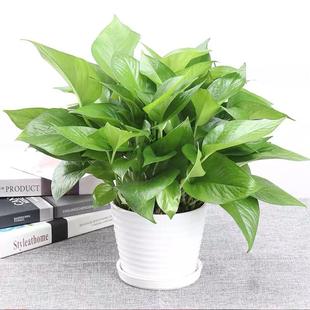 珠海绿萝盆栽室内小植物花卉观叶长藤绿植吊兰净化空气吸收甲醛