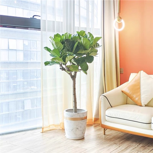 珠海老桩琴叶榕盆栽天堂鸟鹤望兰水泥花盆简约欧式风格大型植物