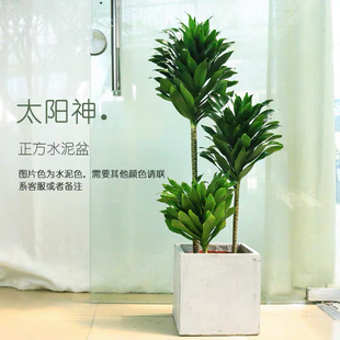 太阳神盆栽老桩室内外植物北欧客厅网红绿植密叶朱蕉阿波罗龙血树