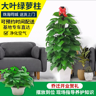珠海同城绿植盆栽植物室内大叶绿萝柱发财树金钱树净化空气大绿萝