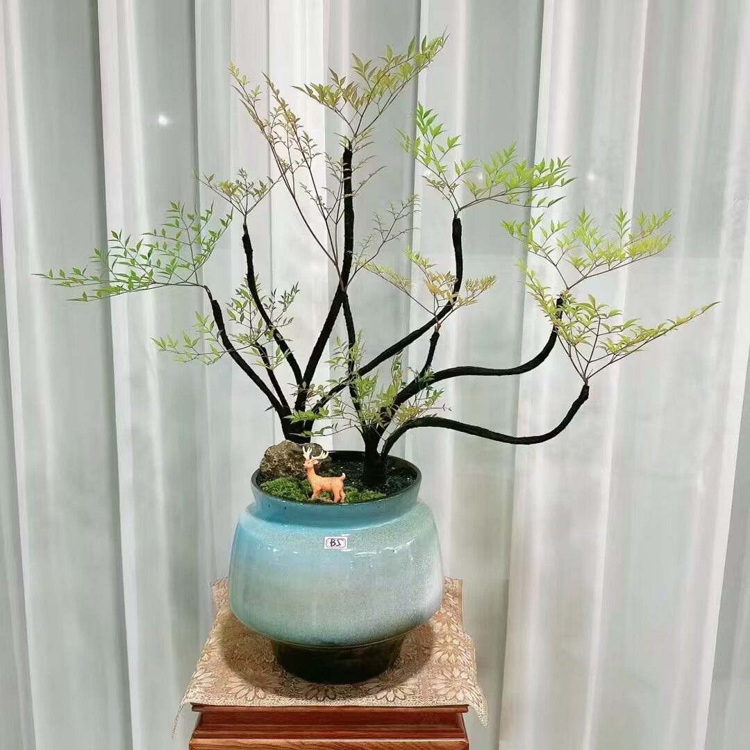 网红造型老桩南天竹盆景矮化树禅意室外观叶绿植好养耐寒一物一拍