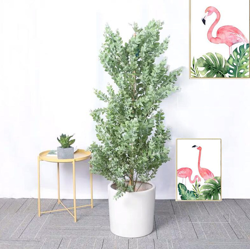 银叶金合欢盆栽叶子色泽形似尤加利室内外庭院北欧风家居大型绿植