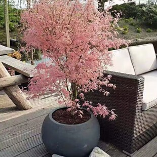 泰勒日本枫树新枫叶粉红色枫叶庭院绿植花园植物室外红枫树盆栽