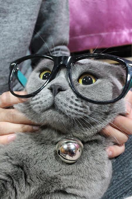 2个包邮 不含项圈日本猫叔大铃铛2色 单个猫铃铛