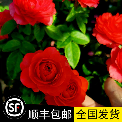 新品种大花微月香奈儿阳台红果汁