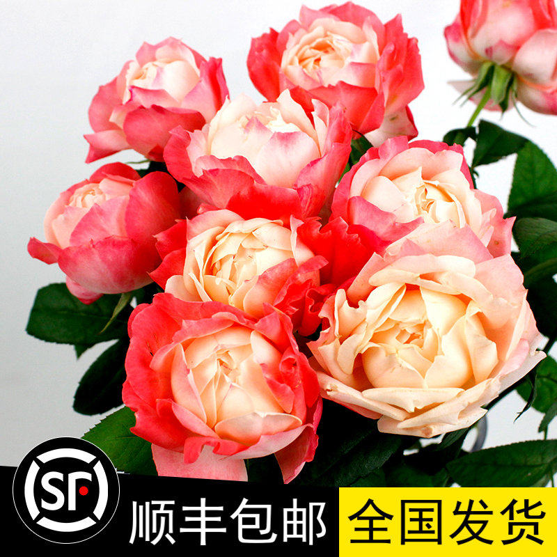 月季花苗苹果运气 苏琪公主复色多头大花灌木浓香多季节四季开花
