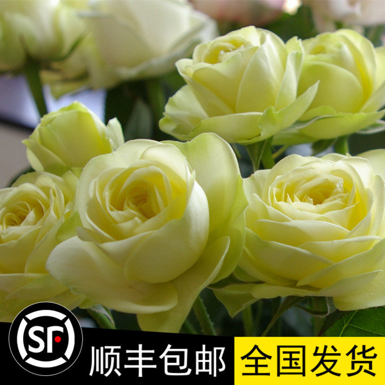 法国带花奶油龙沙宝石